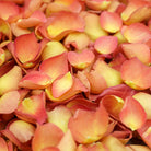 PETAL-SWATCH-SP-Burnt-Orange-Rose-LP-700px-web.jpg