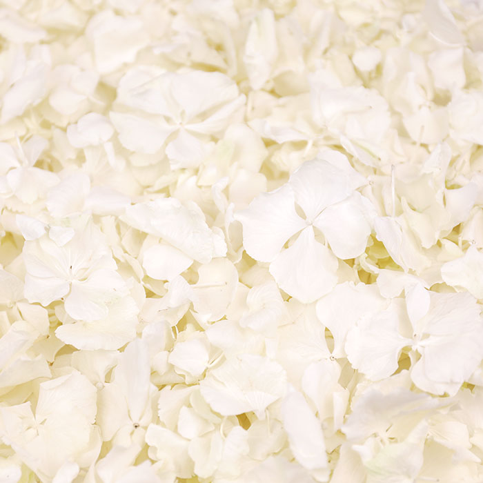 PETAL-SWATCH-SP-Daisy-Daisy-Hydrangea-LP-700px-web.jpg