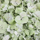 PETAL-SWATCH-SP-Envy-Hydrangea-LP-700px-web.jpg