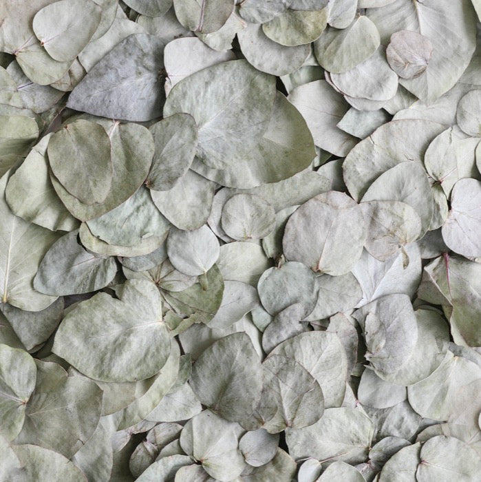 PETAL-SWATCH-SP-Eucalyptus-LP-700px-web.jpg