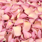 PETAL-SWATCH-SP-Peony-Pink-Rose-LP-700px-web.jpg