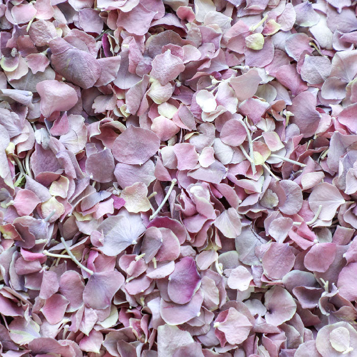 PETAL-SWATCH-SP-Wisteria-Hydrangea-LP-700px-web.jpg