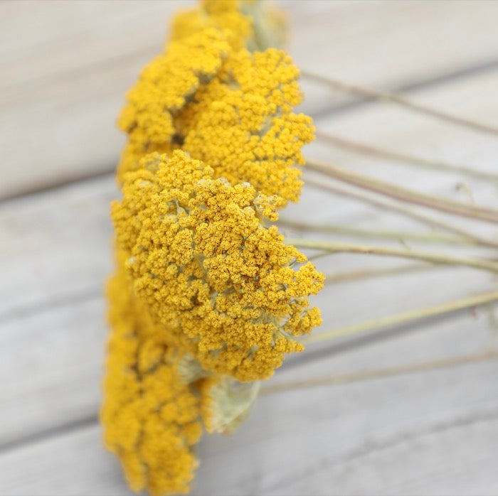 Yellow Achillea Parker – Shropshire Petals